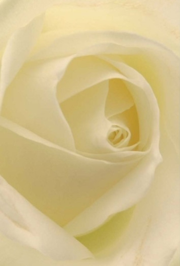 A close study of this timeless ivory rose, captured just as one might see it on a stroll near Swiss Cottage's leafy corners, reveals a poetic interplay of softness and sophistication. Creamy white petals unfurl gracefully, their textures blending matte refinement with a subtle sheen, as if they gently drink in the natural daylight streaming through tree-lined streets. Each layer captures and amplifies the glow, as though the flower is softly illuminated from within, its spiraled core suggesting purity and quiet resilience in the heart of Swiss Cottage. The composition exudes serenity, with hints of pale gold around the edges adding a whisper of warmth reminiscent of a peaceful afternoon in a local community garden. As a florist, I see this as a perfectly curated expression for any heartfelt occasion: an elegant wedding centrepiece, a sincere apology, or an offering of respect. The nuanced marriage of shade and shadow, the nearly translucent petal tips, and the promise of a gentle, soothing fragrance all combine to create an emblem of nature's beauty, elevated by the expert hands at Florist Swiss Cottage. It's a tranquil, meaningful gift-always appropriate, always graceful, whatever the emotion conveyed.